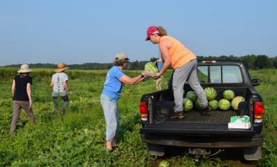 Hanover County Master Gardener Volunteers working together to glean watermelons into a pickup truck bed.